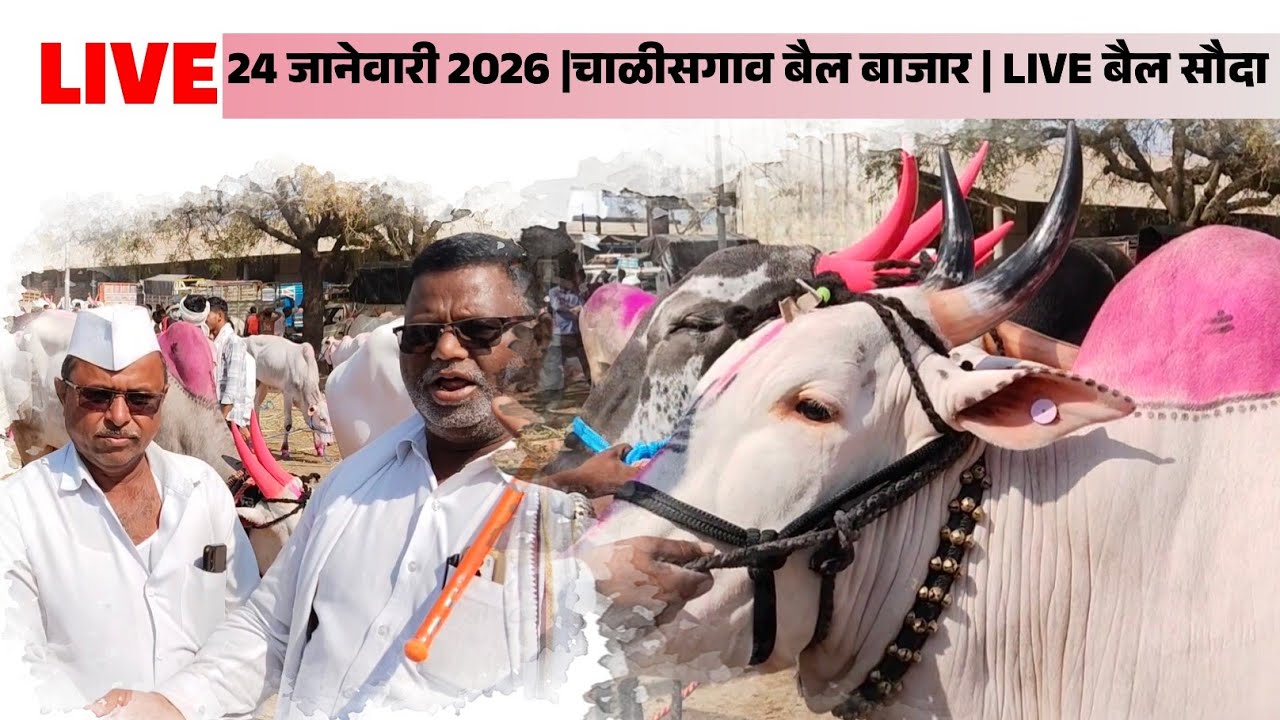 Live बैल सौदा |चाळीसगाव बैल बाजार #bailbazar #bullfarm #बैलबाजार #bailgadasharyat #कृषि #bull #cow