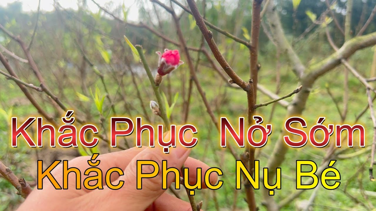 Cách Chữa Đào Nụ To Nở Sớm