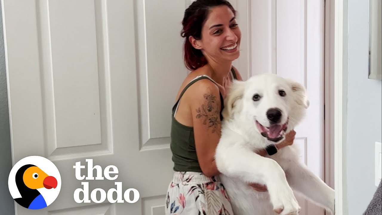 Woman's Rescue Dog Doesn't Know How Big He Is | The Dodo
