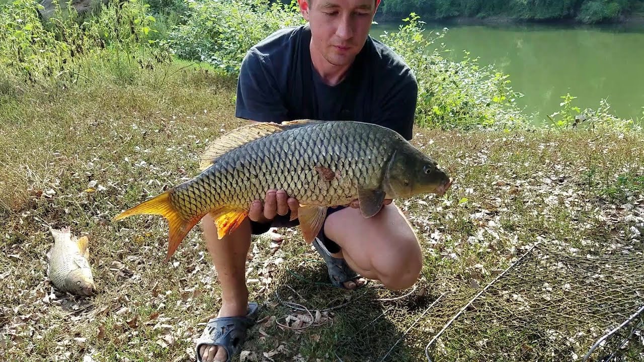р. Днестр. Первый раз ловлю на пьяную кукурузу