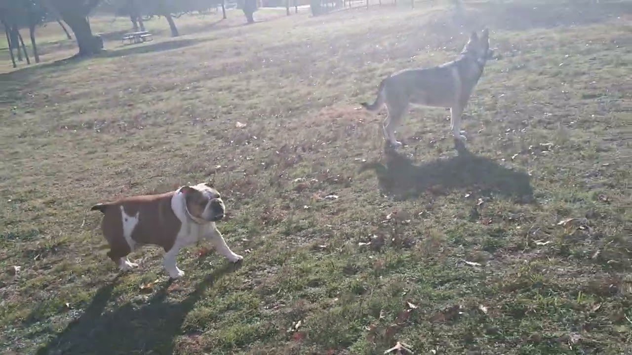 Exploring at the Park