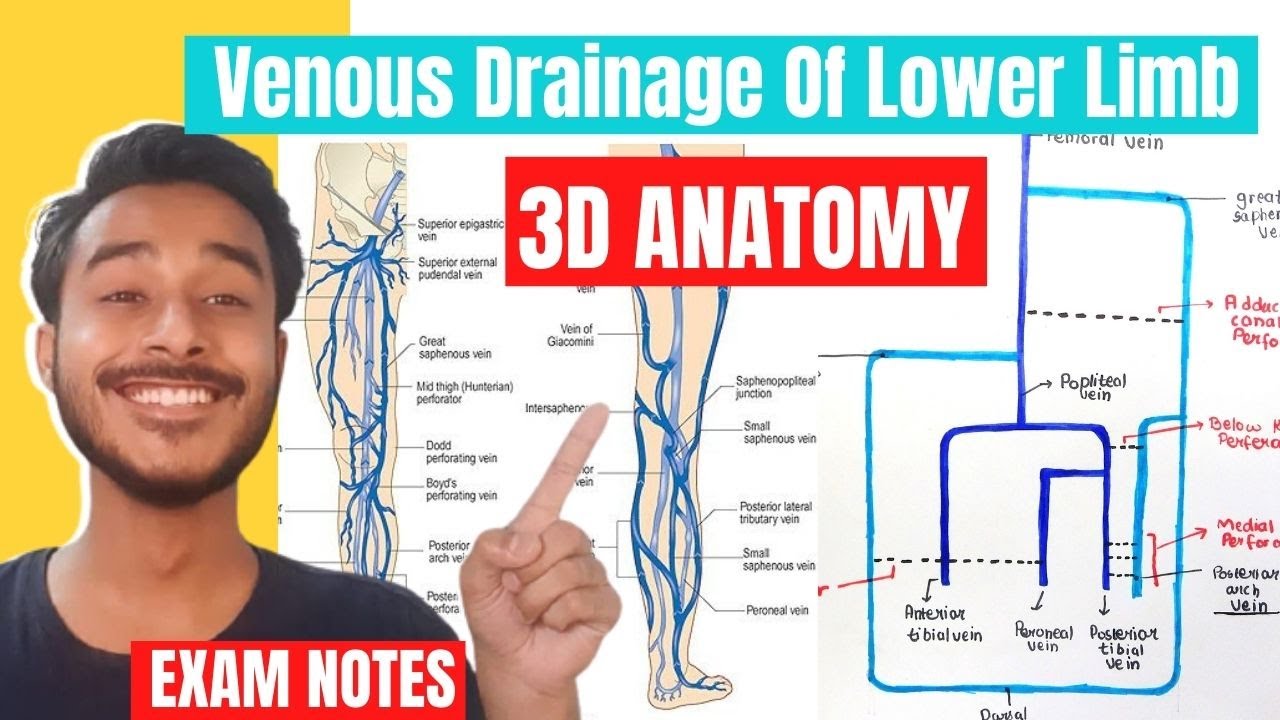 venous drainage of lower limb anatomy | lower limb venous drainage anatomy