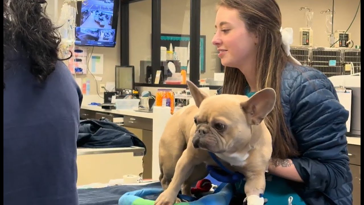 Working at CARE: ER Vet Tech
