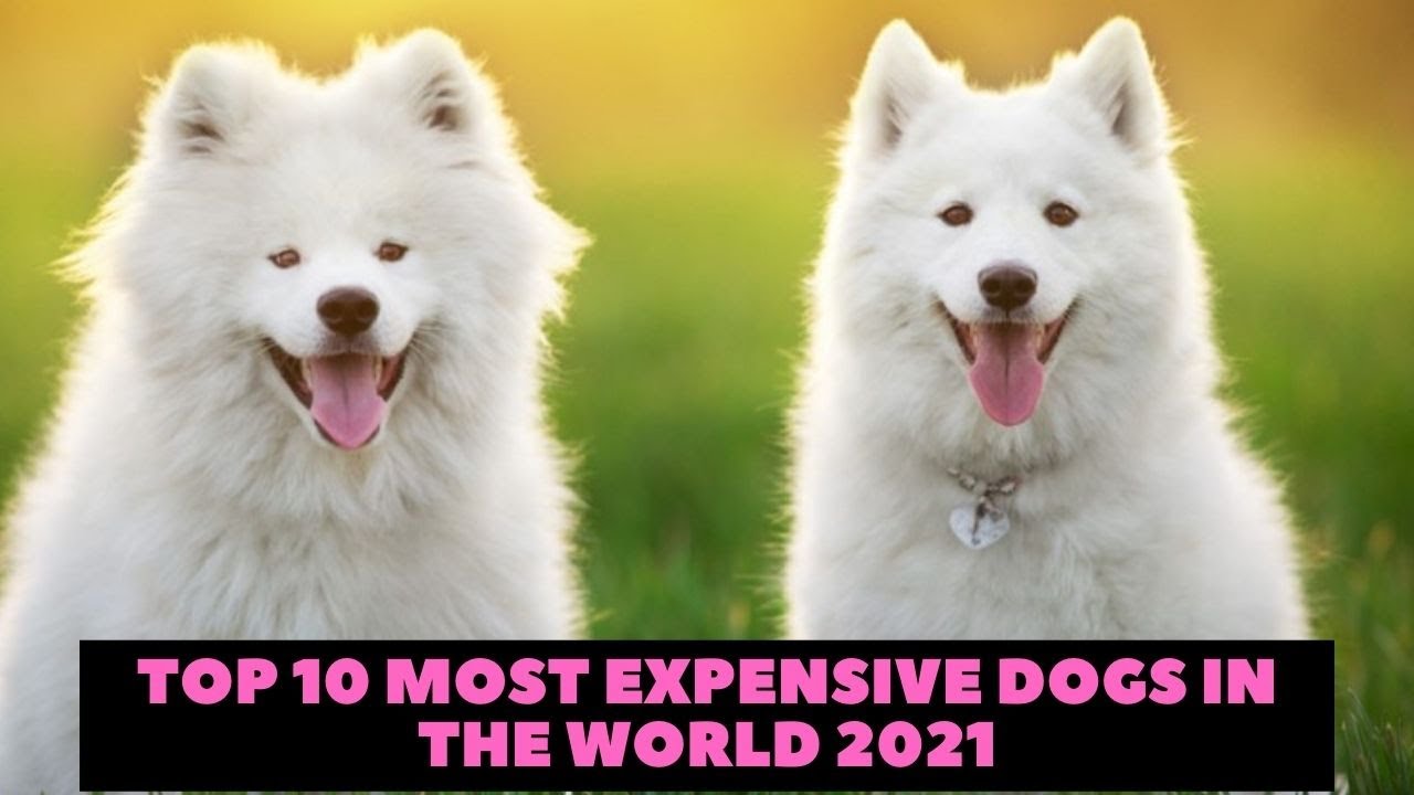Top 10 Most Expensive Dogs In The World 2021 - Borny With Pets