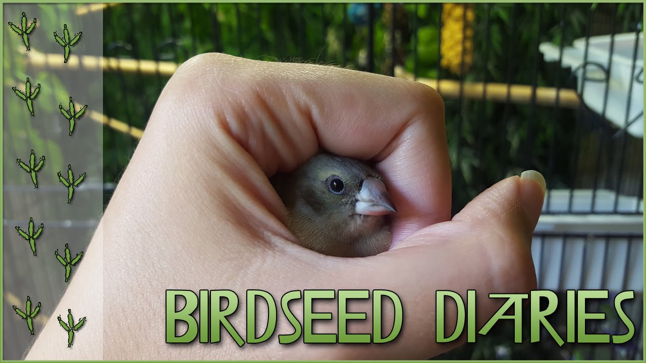Chicken Berry Moves into the Community Cage!! || Birdseed Diaries Special