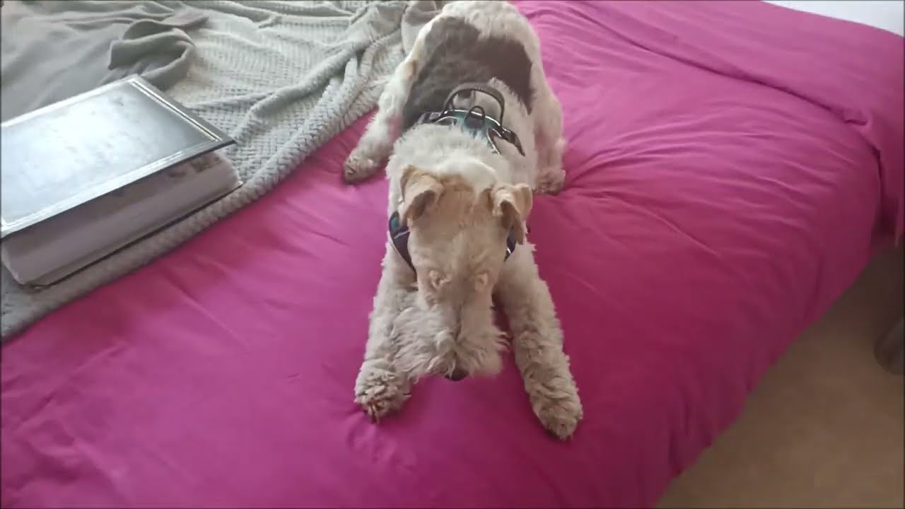 Loki, fox-terrier à poil dur, fait son fou sur le lit
