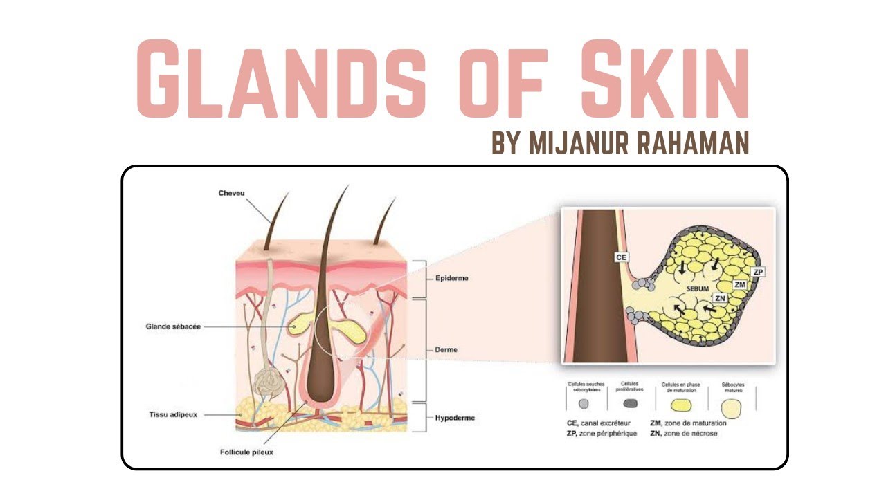 Glands of Skin | Types, Structure & Functions Explained | Mijanur Rahaman 
