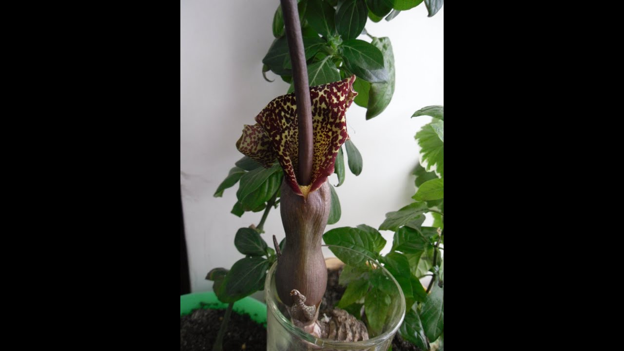 Сауроматум расцвёл, 4 апреля.