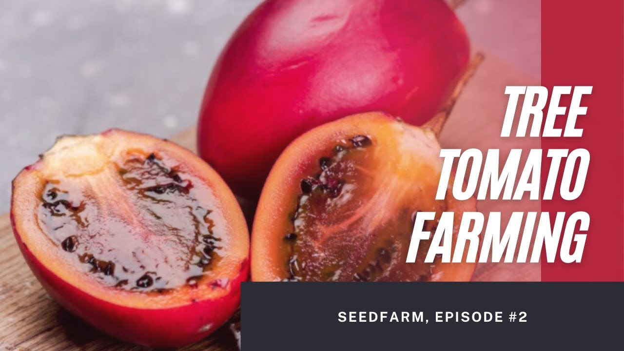 Tree Tomato Farming Tips
