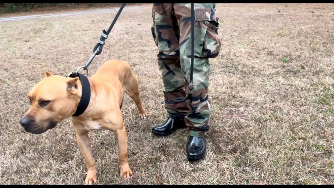 Bought My Dog BACK | BUMPY True Sorrells Dog #pitbull