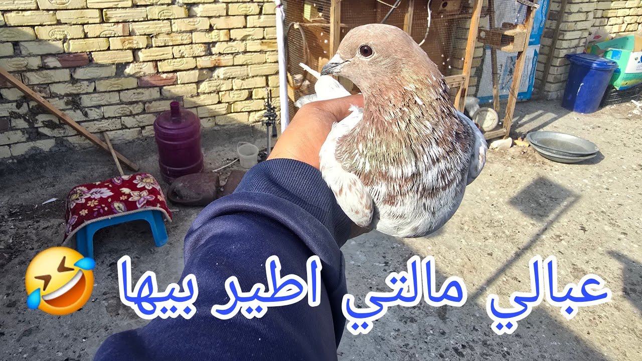 صيد اليوم 😍 شوف الغربه شكد 😲 خابطه ويه الطيور وطير وما ادري بيها 🤣 