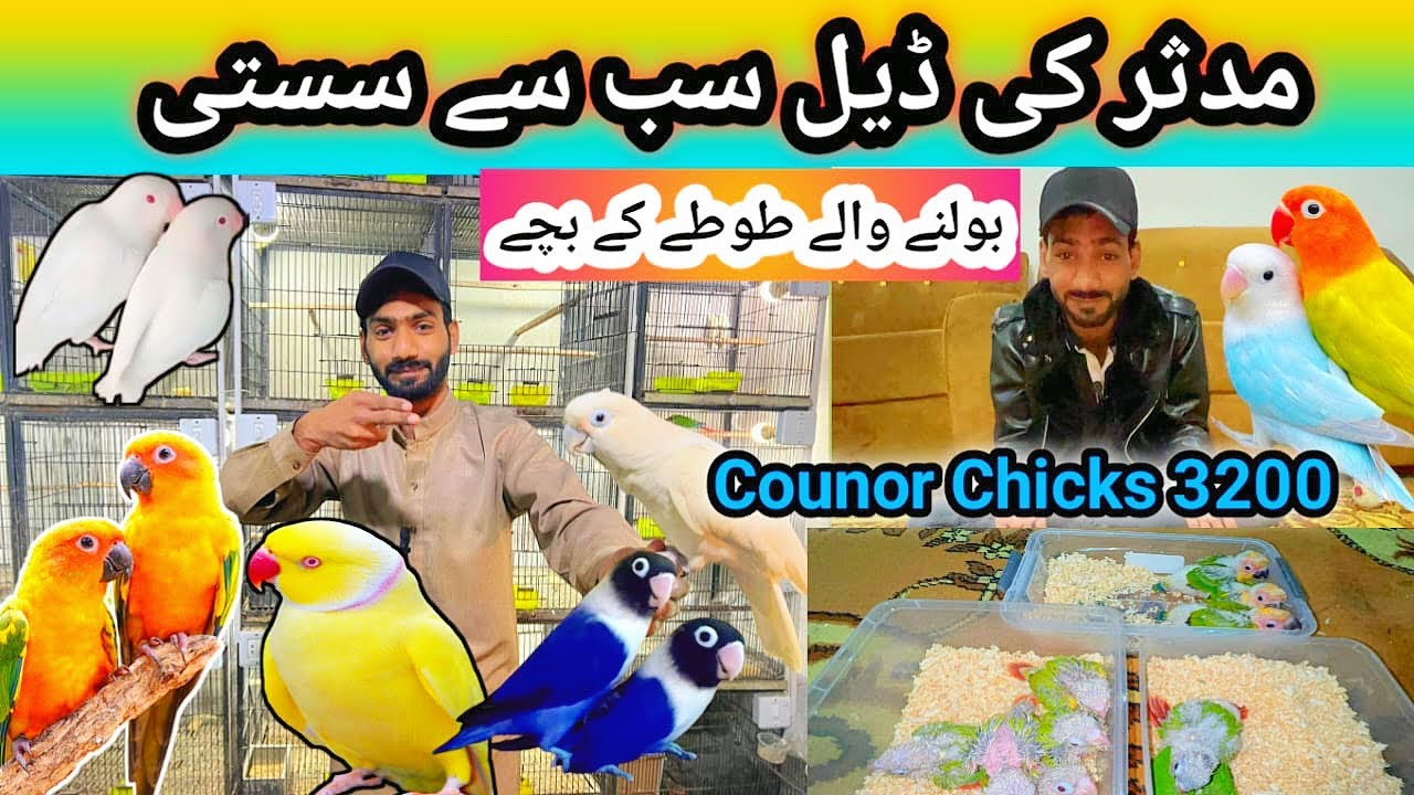 بولنے والے طوطے کے بچے 3200😍big deal ❤️Canal birds Market Lahore 