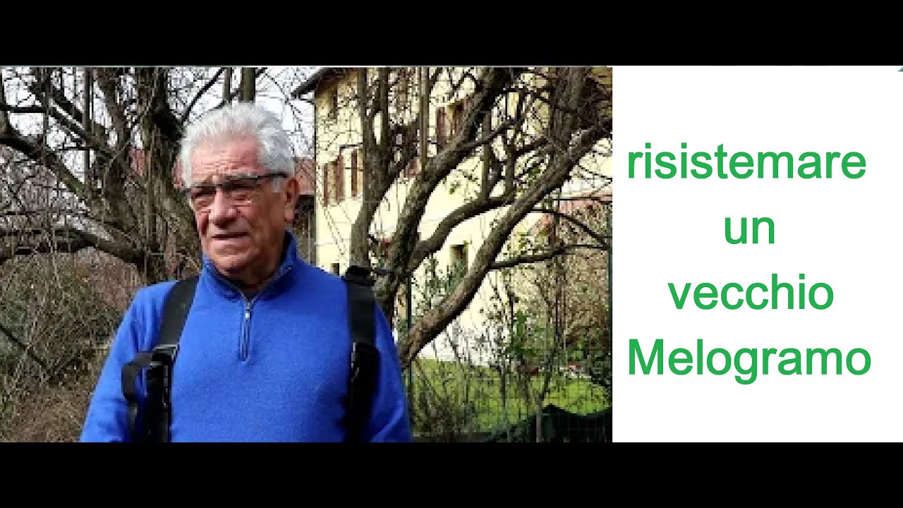 risistemare un vecchio melograno