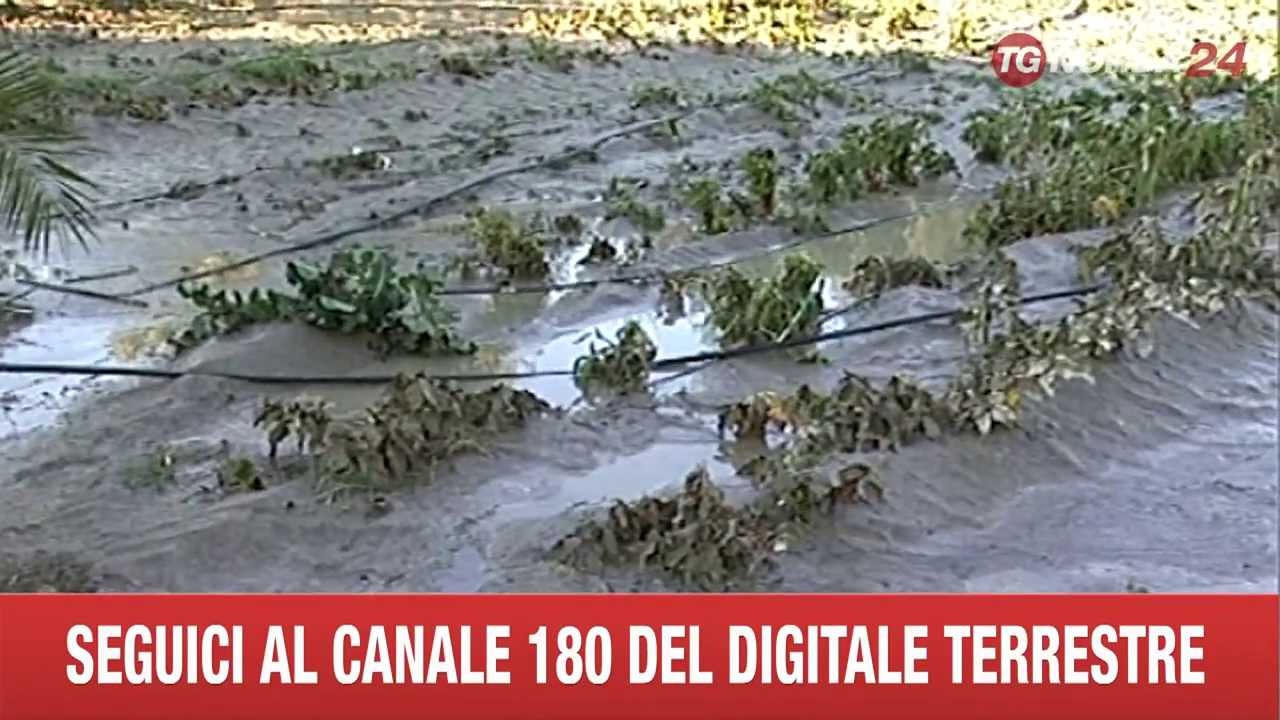 FOGGIA DANNI AGRICOLTURA INCORONATA