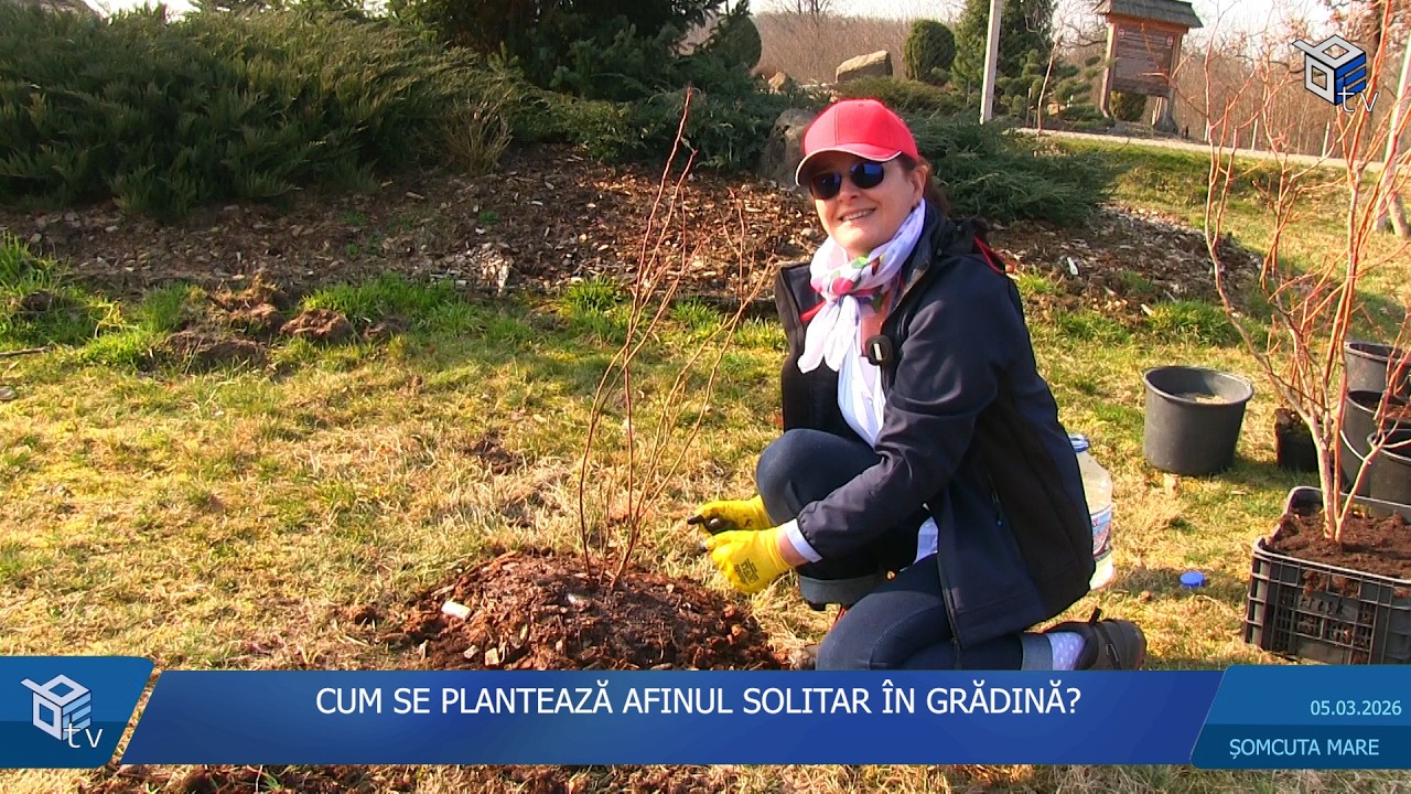 CUM SE PLANTEAZĂ AFINUL SOLITAR ÎN GRĂDINĂ?