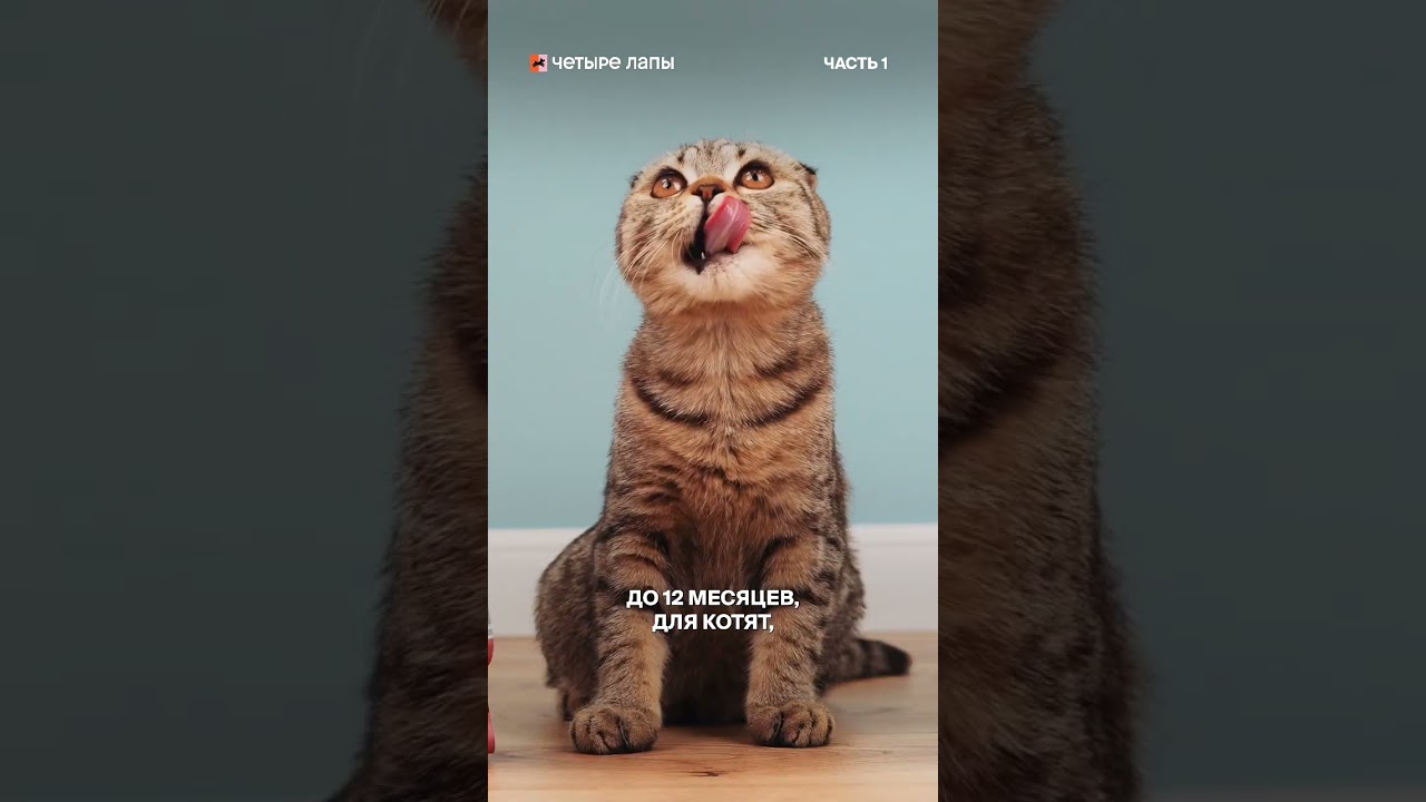 Как правильно подобрать корм для кота? 🐈 Поделитесь, каким кормом вы кормите своего питомца? #кот
