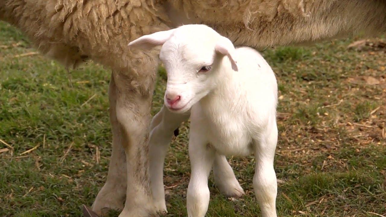 A New Lamb in the Family | Farm Raised With P. Allen Smith