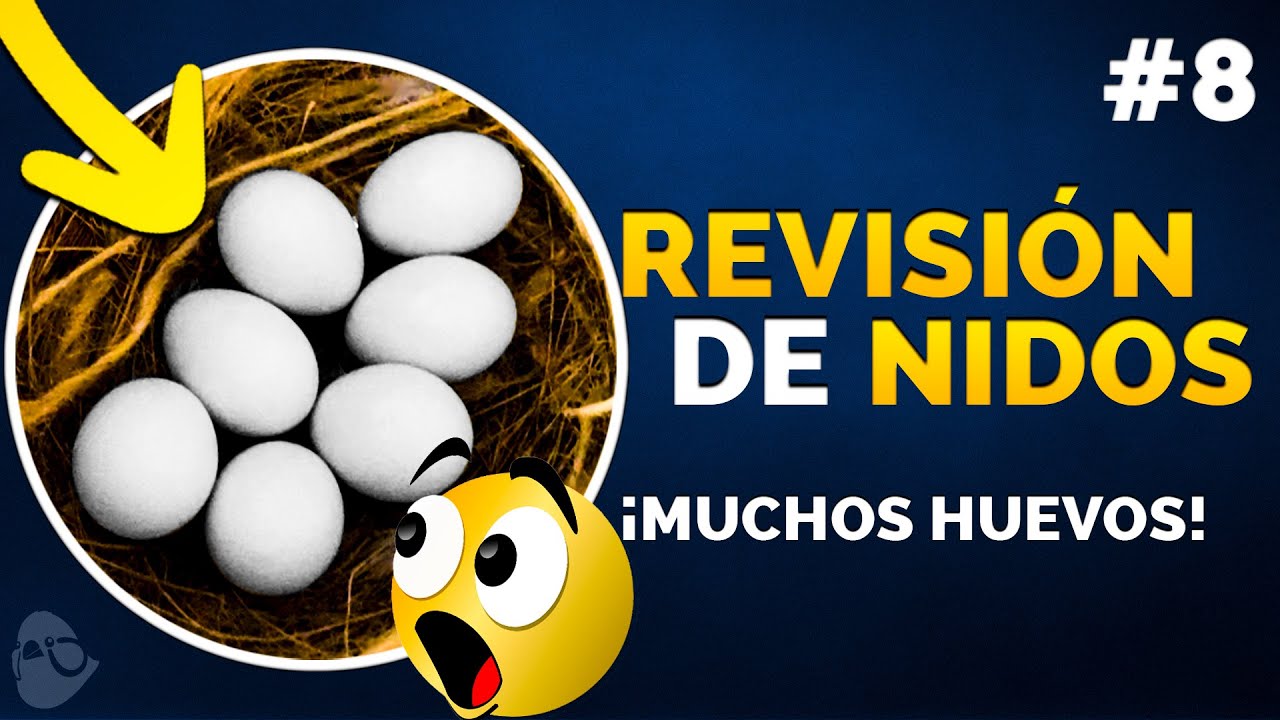 🚀 MUCHOS HUEVOS EN LA CRIA DEL DIAMANTE MANDARIN | REVISIÓN DE NIDOS #8