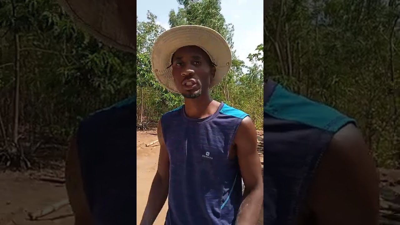 Making Mbeya Fertilizer : Top Dressing