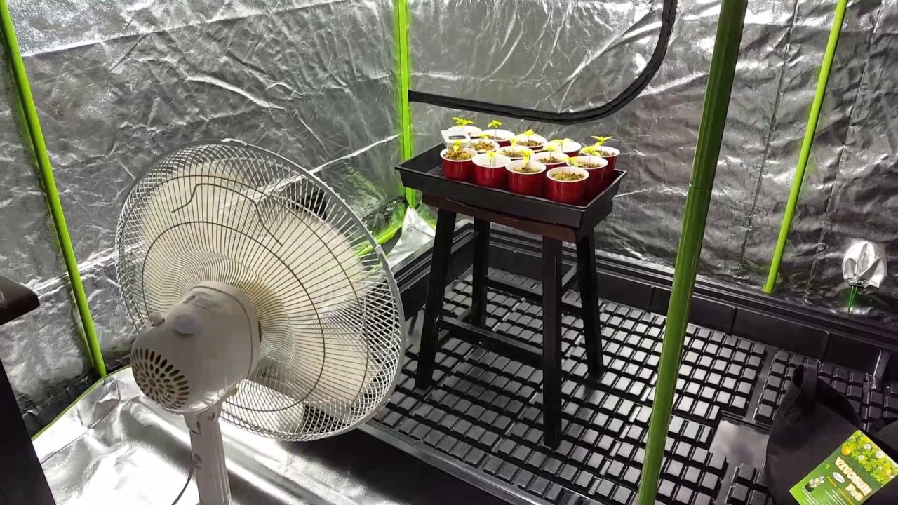 THC Bomb ACMPR grow