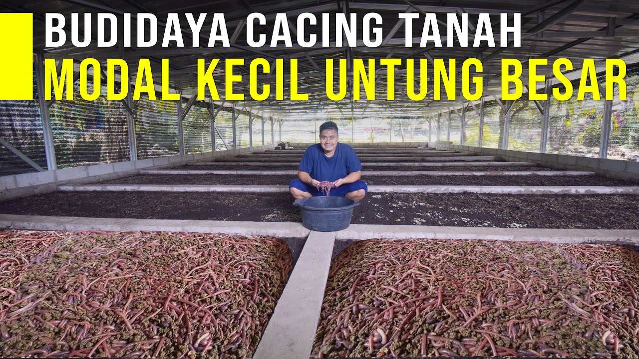 Ide Usaha Budidaya Cacing Tanah Modal Kecil Untung Besar
