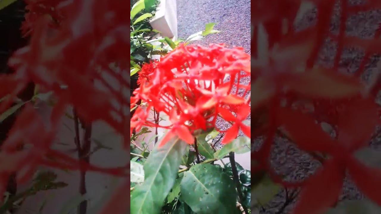 Thechi poov |nature's beauty| #shorts