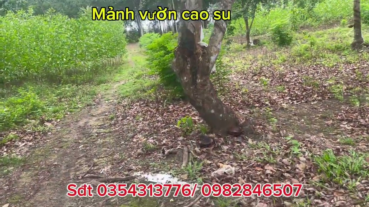 Mảnh vườn cao  sắn nguồn thu nhập một tháng thu nhập 30 *35 tr#nha #muabandatgiare 
