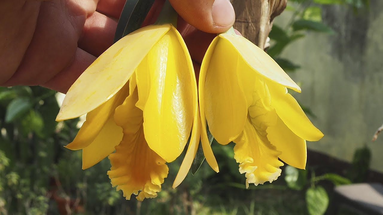 Euchile karwinskii - Orchideen erfolgreich pflegen