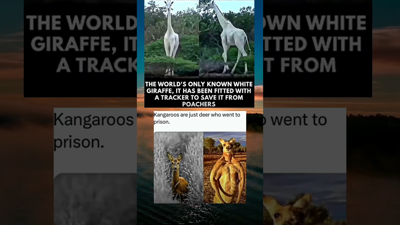 The albino Giraffe 1 of 1
