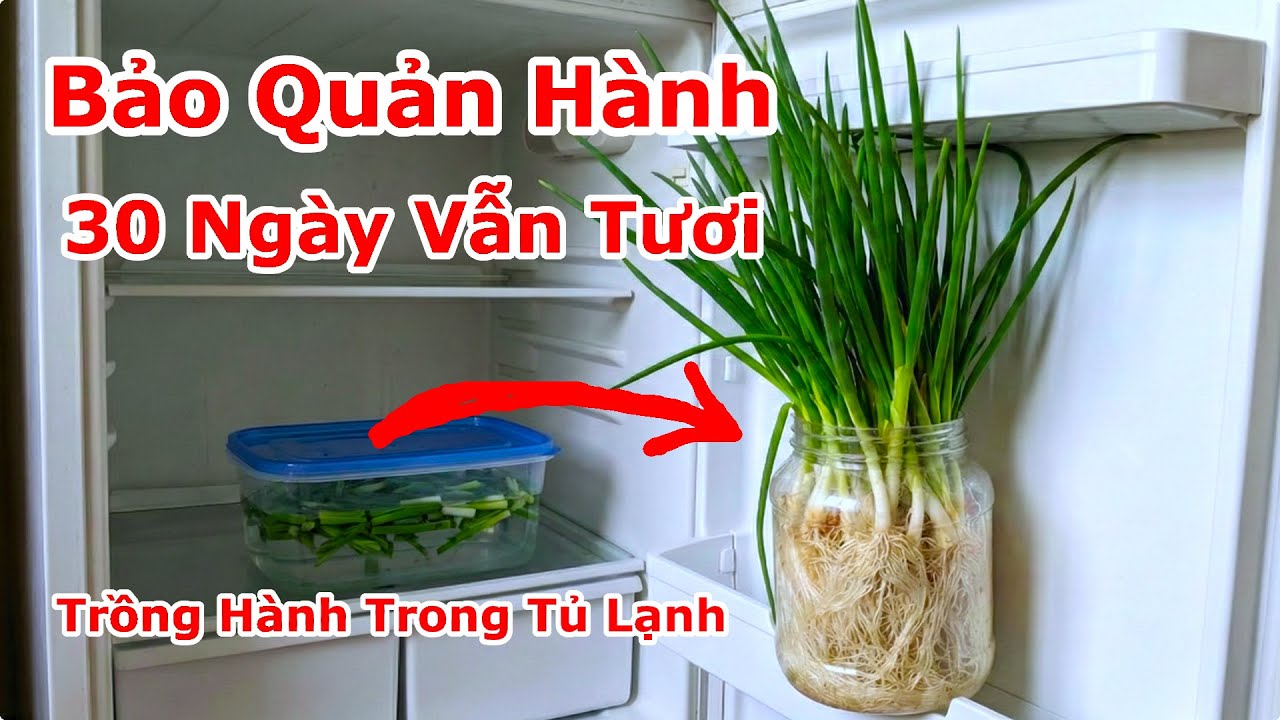 Cách Bảo Quản Hành Lá 30 Ngày Vẫn Xanh Tươi Trong Tủ Lạnh / Cách Trồng Hành Lá Ở Ngăn Mát Tủ Lạnh