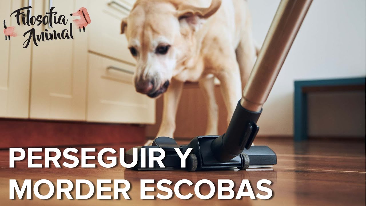 Enseñar a dejar de PERSEGUIR Y MORDER ESCOBAS