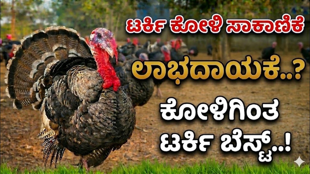 ಕೋಳಿಗಿಂತ ಟರ್ಕಿ ಬೆಸ್ಟ್..! | Turkey ಕೋಳಿ ಸಾಕಾಣಿಕೆ ಲಾಭದಾಯಕವೇ? | Turkey Farming Kannada