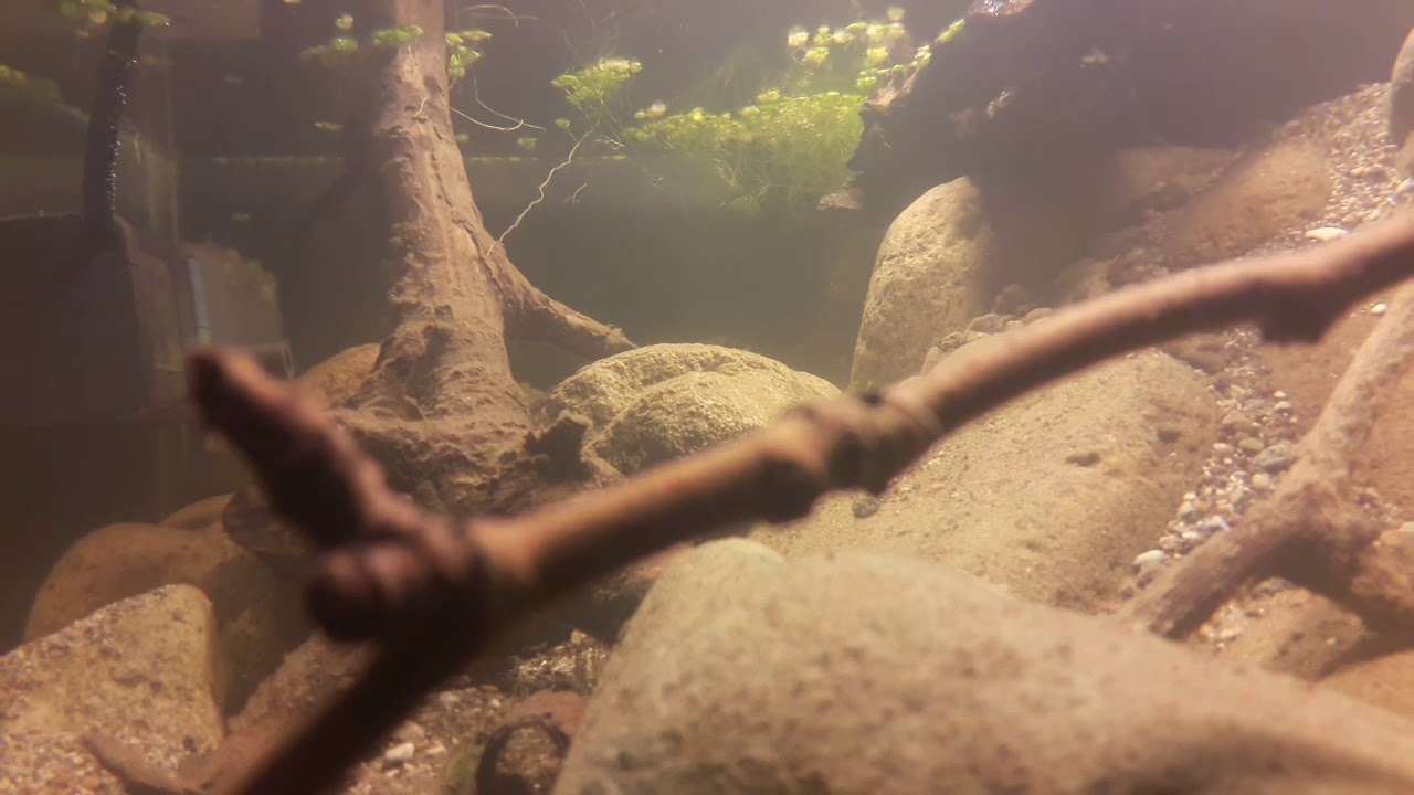 Aphanius mento biotope tank