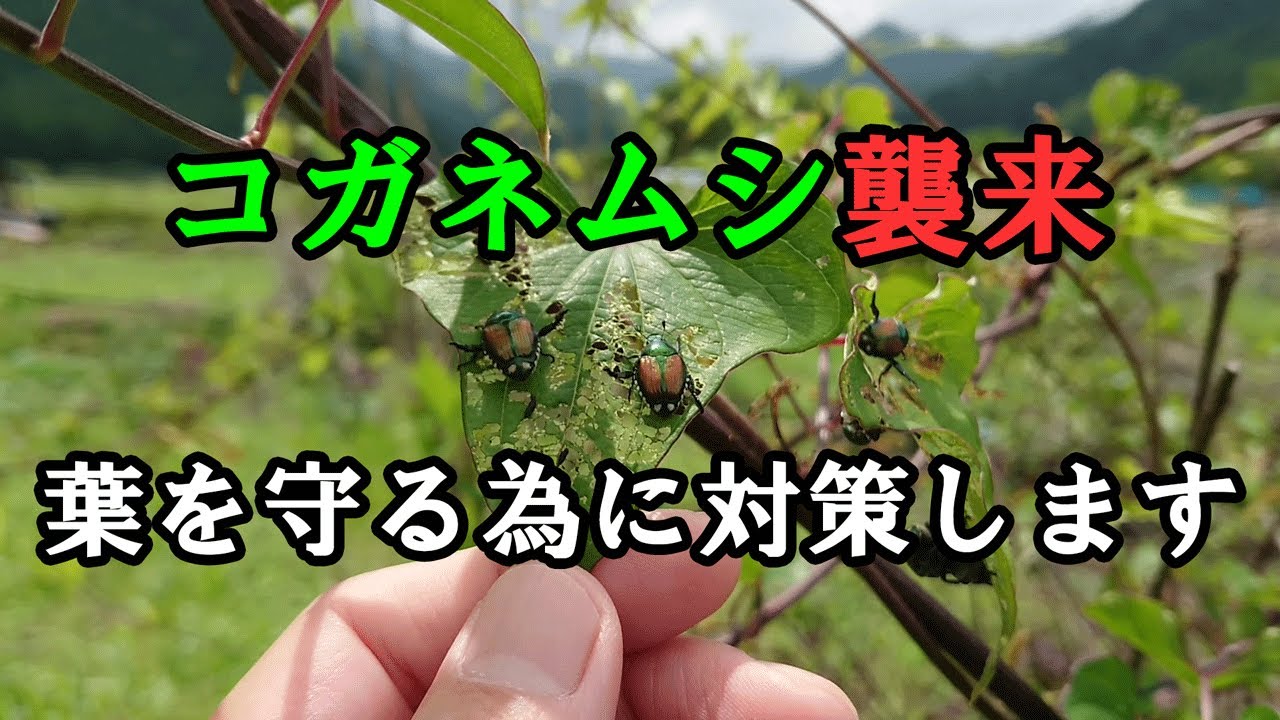 【ぶどうの防除】今年もコガネムシが大量に襲来したので対策しました