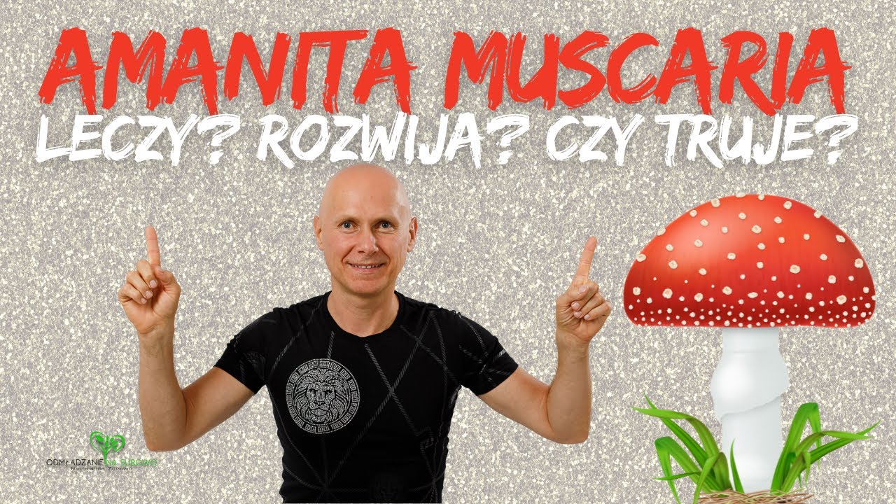 Amanita muscaria 🍄 po co mi to 🤷&zwj;♂️?