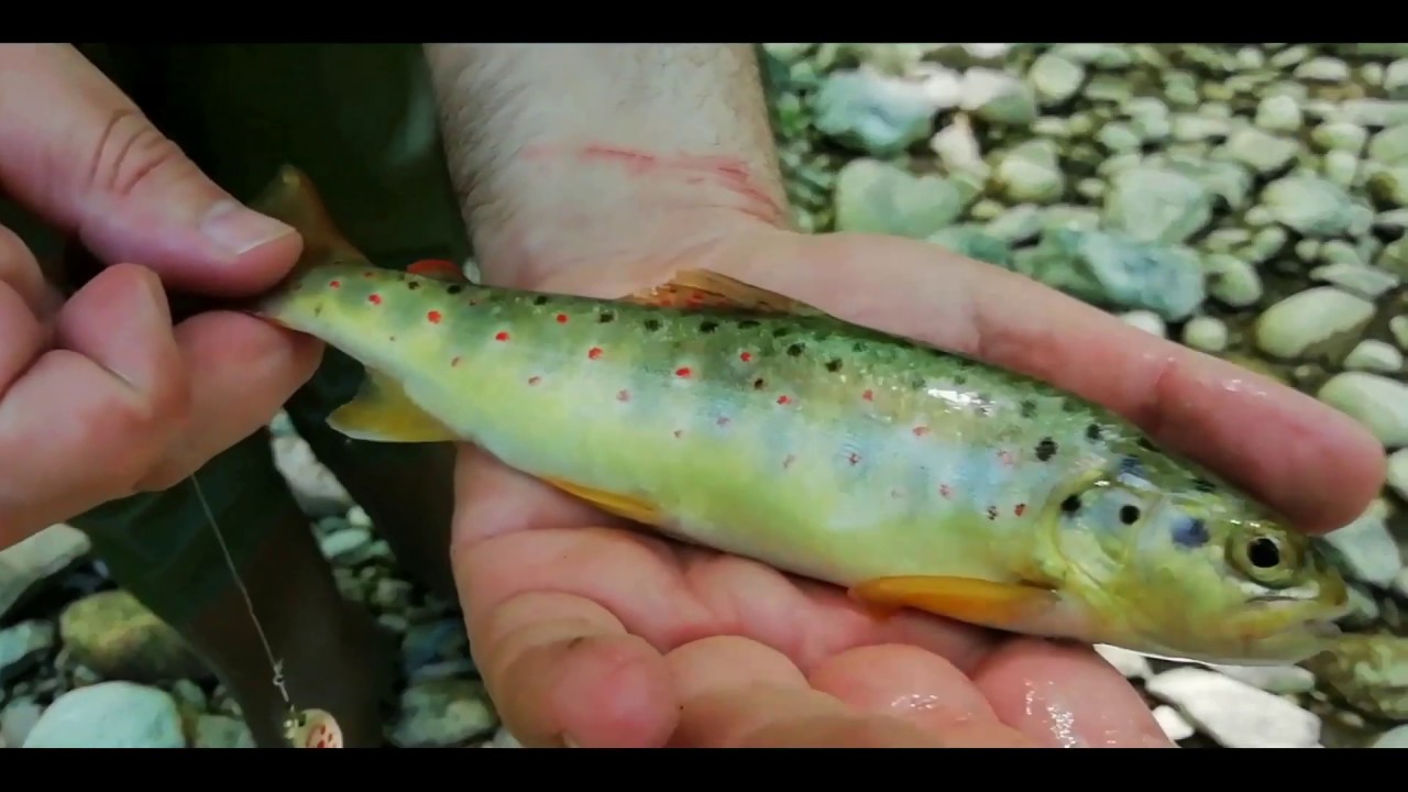 Karadeniz kırmızı benekli alabalık, dağ alası, meps, trout, trout fishing &hellip;
