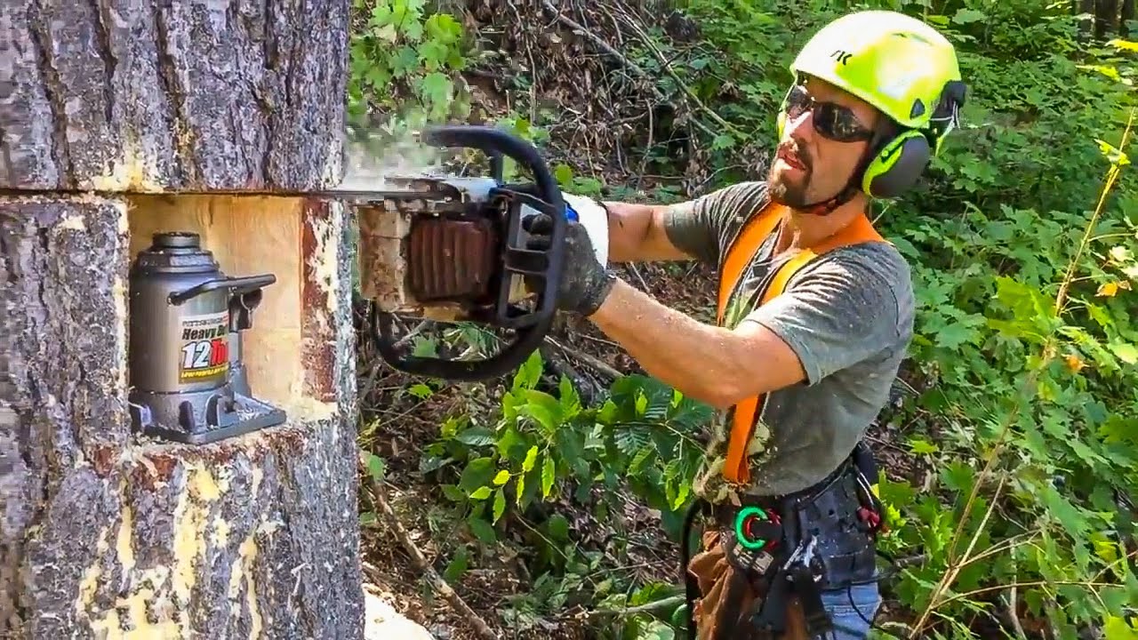 Using A CAR JACK to Fell Large Trees!