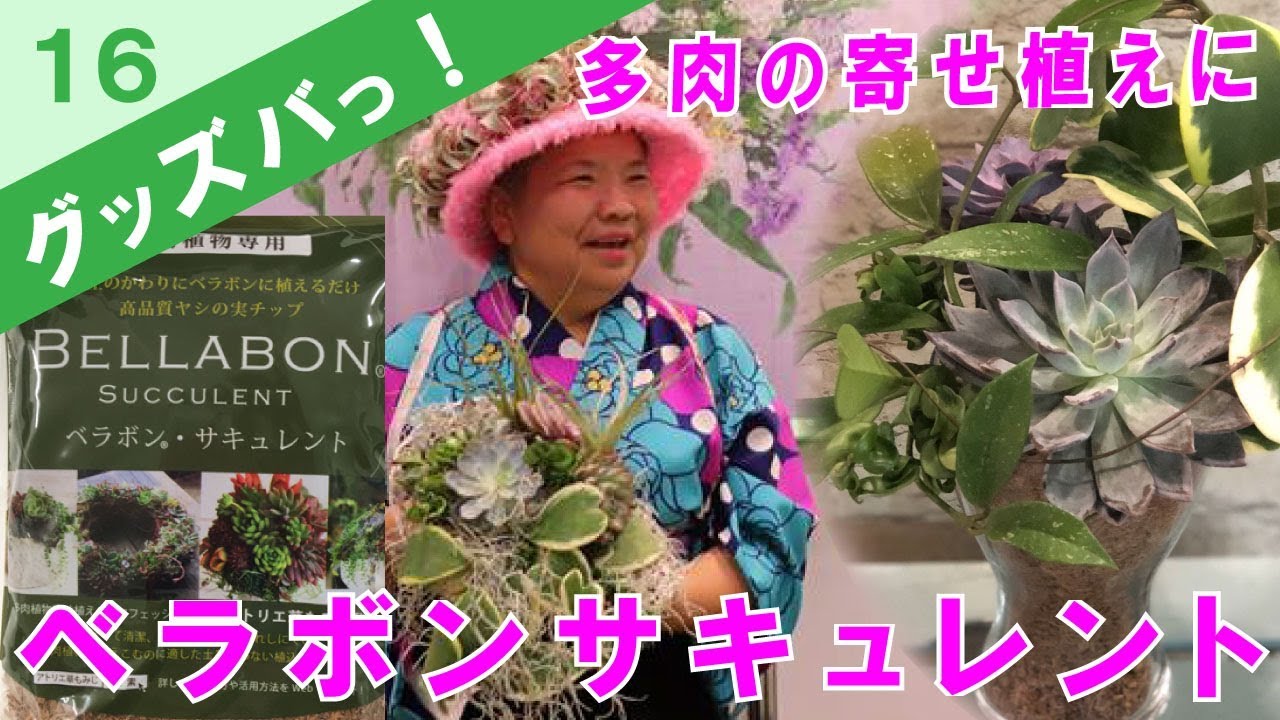 多肉植物の寄せ植えにベラボンサキュレント【グッズバっ】No.16アラフォー・アラフィフ・アラカン女性に優しいガーデングッズ紹介/花創人ガーデニング教室