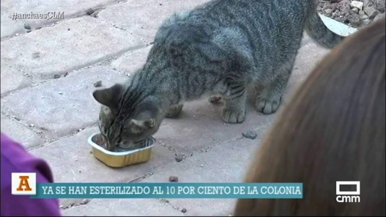 Colonias de gatos callejeros. Ancha es Castilla - La Mancha.