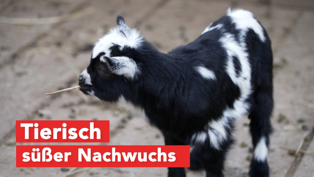 Jahresrückblick 2024: Tierpark Wismar freut sich über Tierkinder