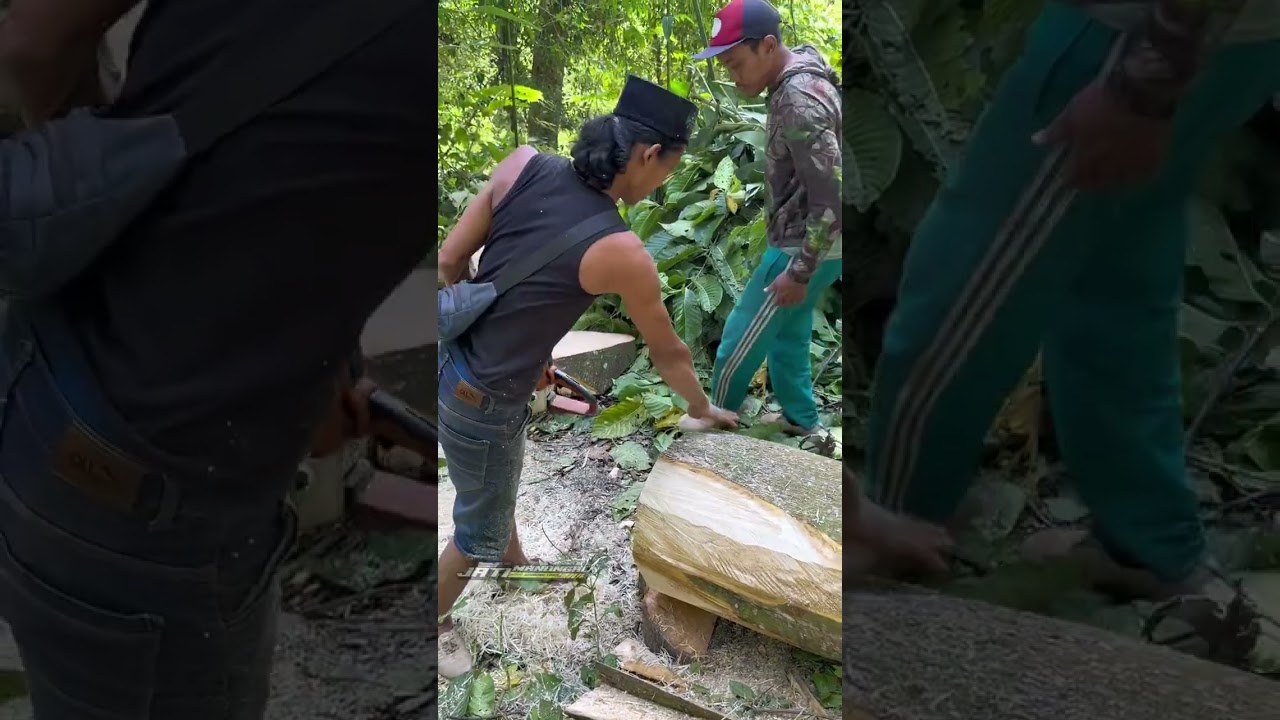 Setajam parang nya bapak ms250 untuk potong