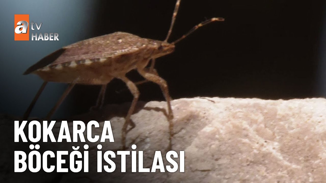 Kokarca böceği tonlarca fındığı çürüttü - atv Ana Haber 9 Ekim 2024