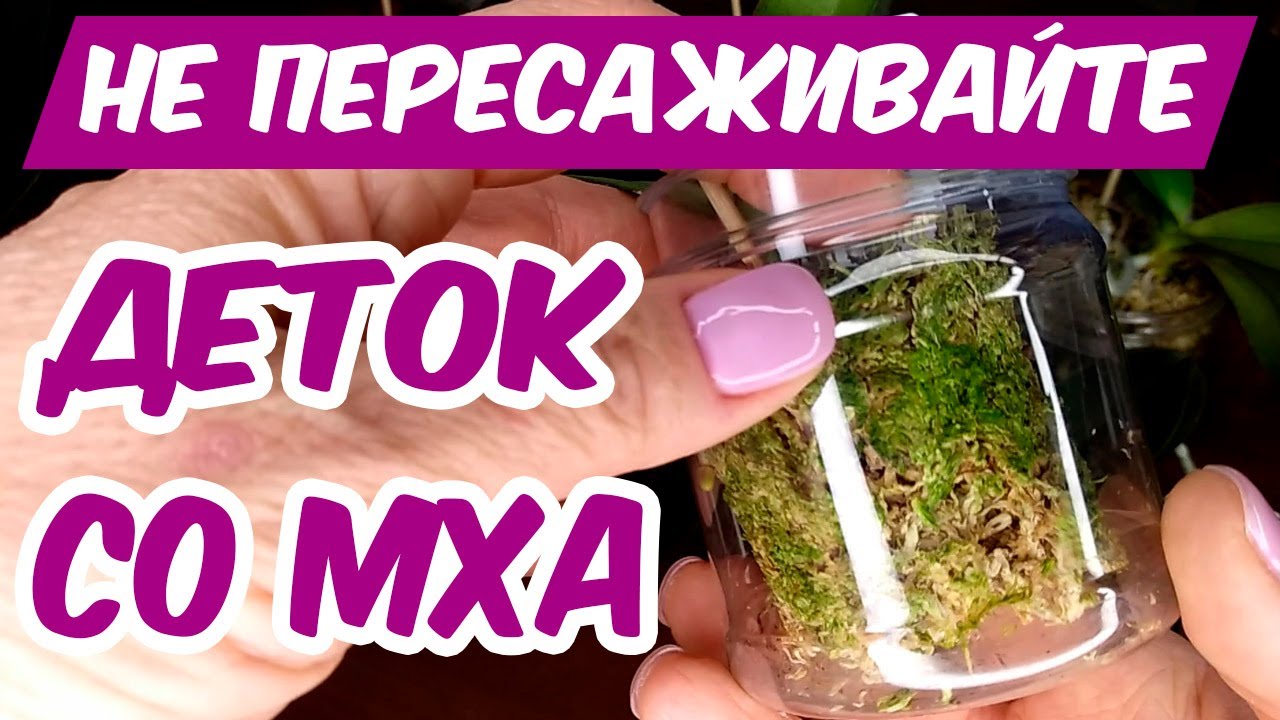 МОХ СФАГНУМ ДЛЯ ОРХИДЕЙ 🌺 Пересадка деток орхидеи, полив, чем кормить, освещение орхидеи во мху