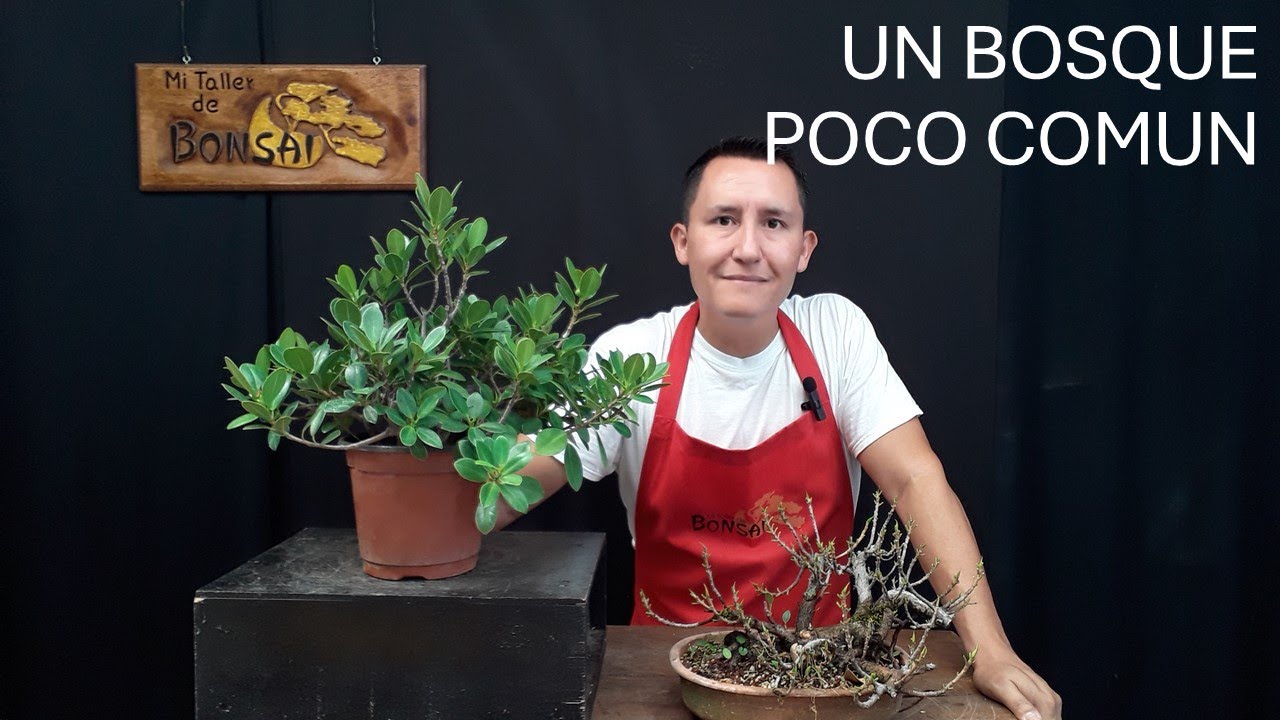 Un Bosque POCO COMUN
