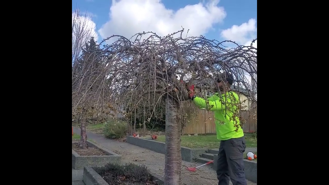 Weeping Cherry Pruning Master Class
