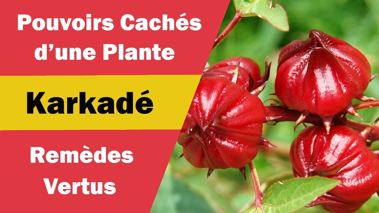 Bienfaits et Usages du Karkad&eacute;