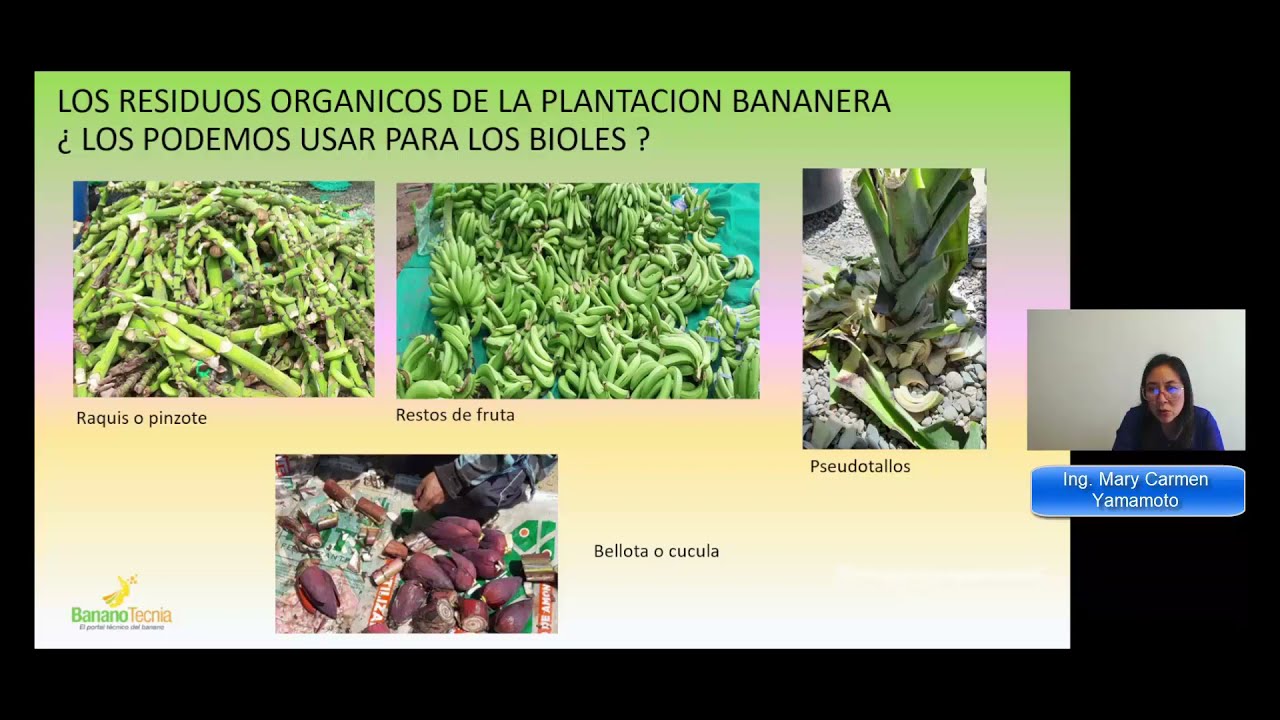 Producción de bioles para el cultivo del banano