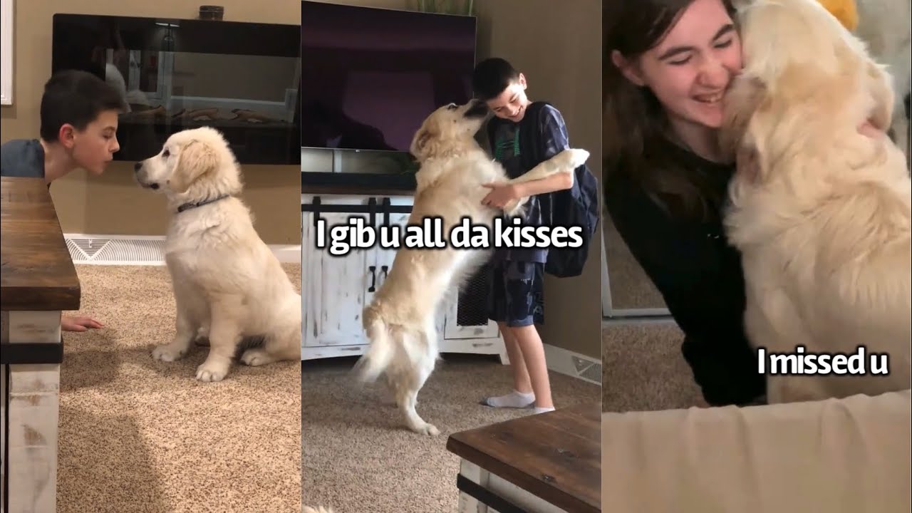 Dog Loves His Lil Human Siblings