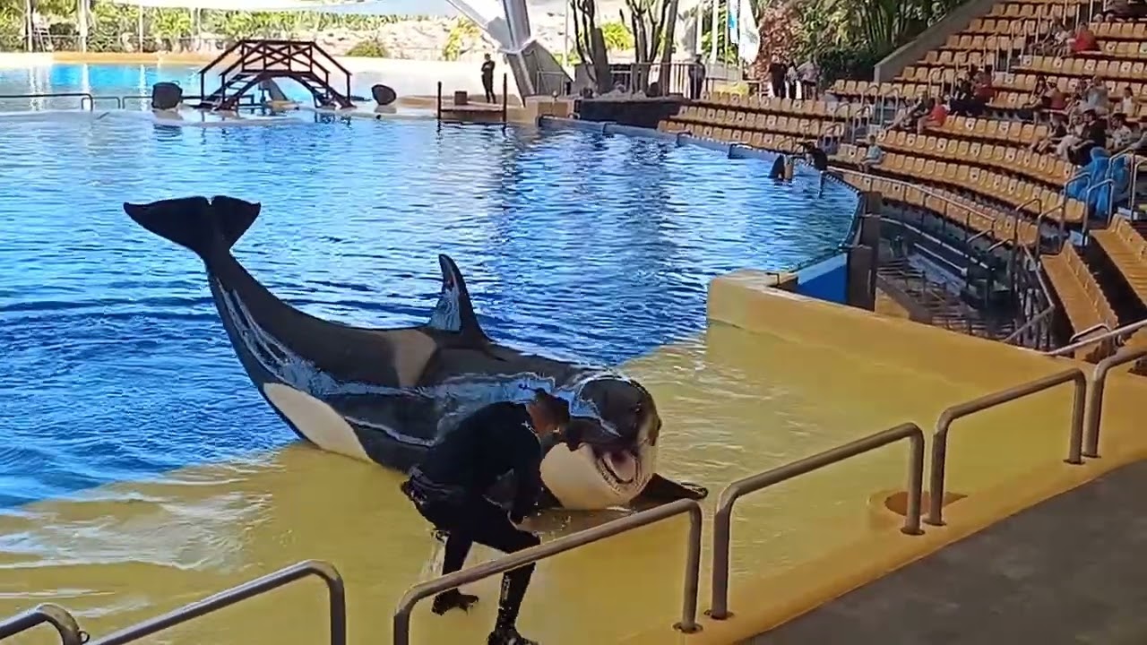 Loro Parque - Tenerife 2026