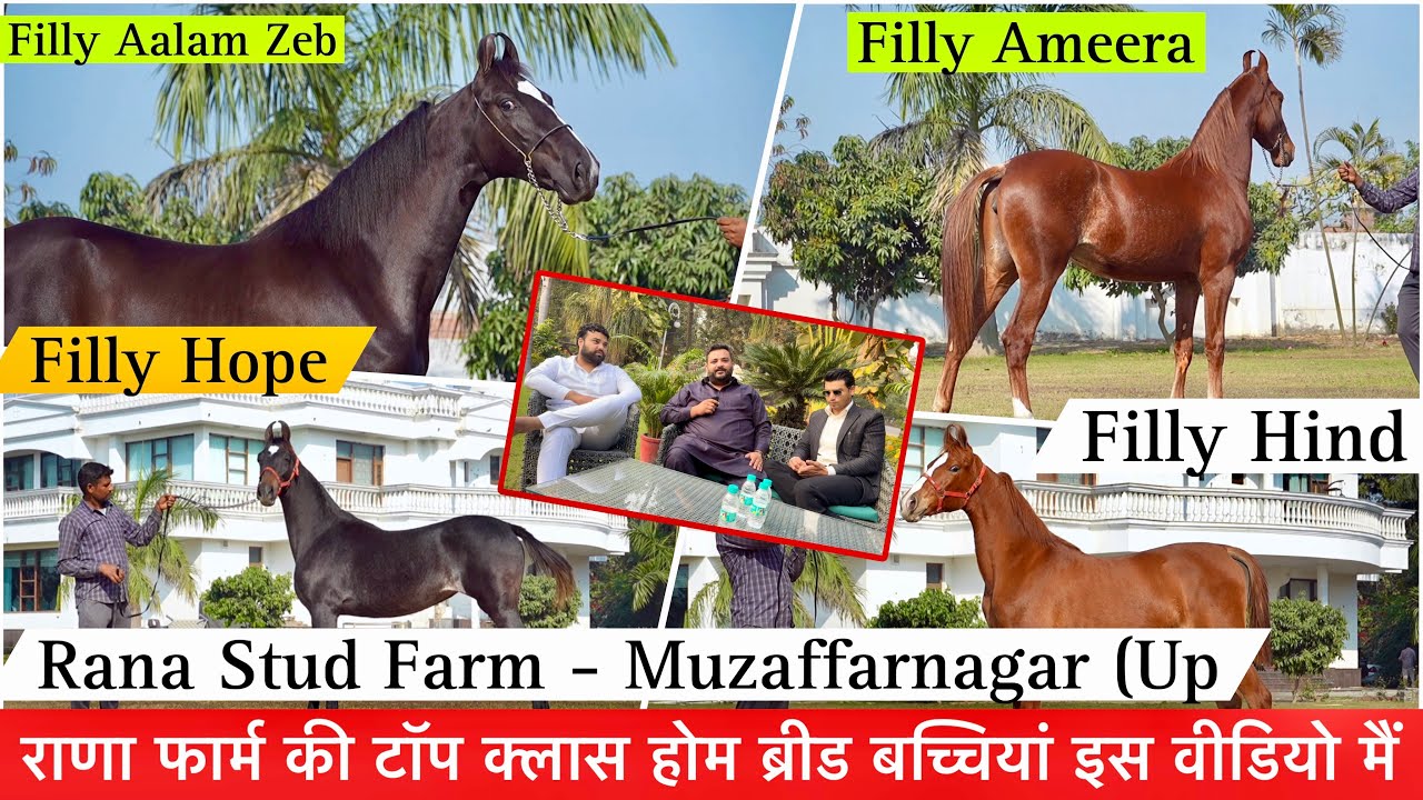 मुजफ्फरनगर राणा फार्म की टॉप क्लास होम ब्रीड बच्चियां इस वीडियो मैं देखिए
